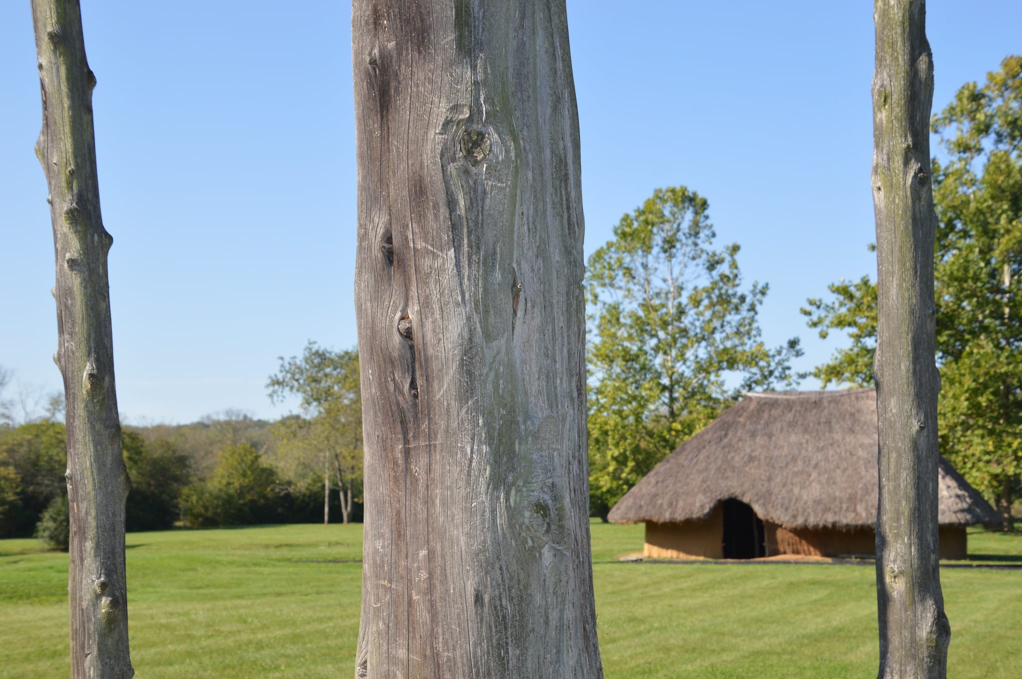 horizontal photo of a thatched indian hut in a cut-grass field seen through three straight tree trunks