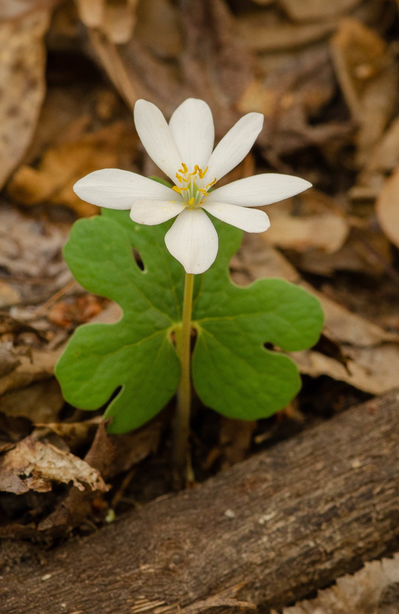 vertical photo of a bloodroot flower growing in amongst dead leaves and twigs