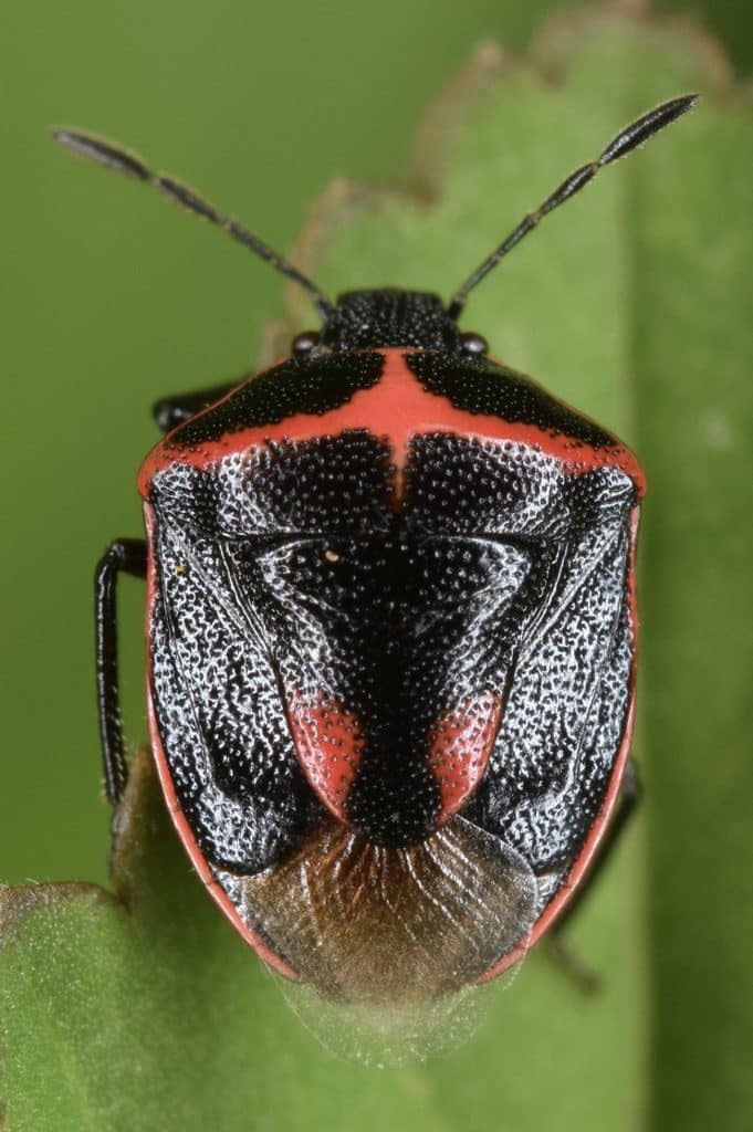 vertical photo of a black and red stink bug on a leaf