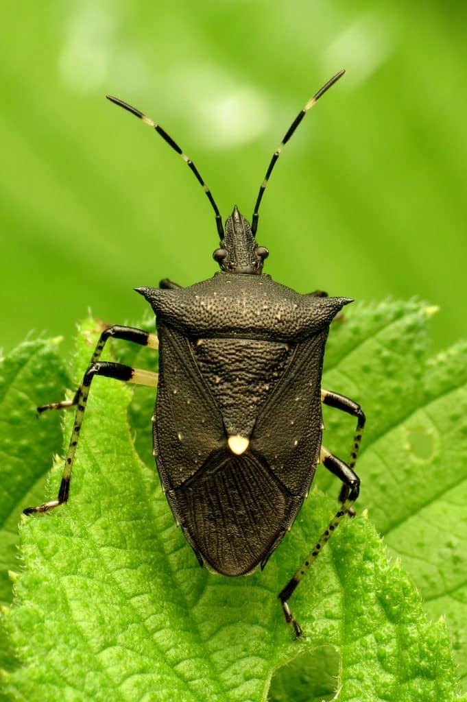 vertical photo of a black stink bug on a vibrant green leaf with more out of focus foliage in the background