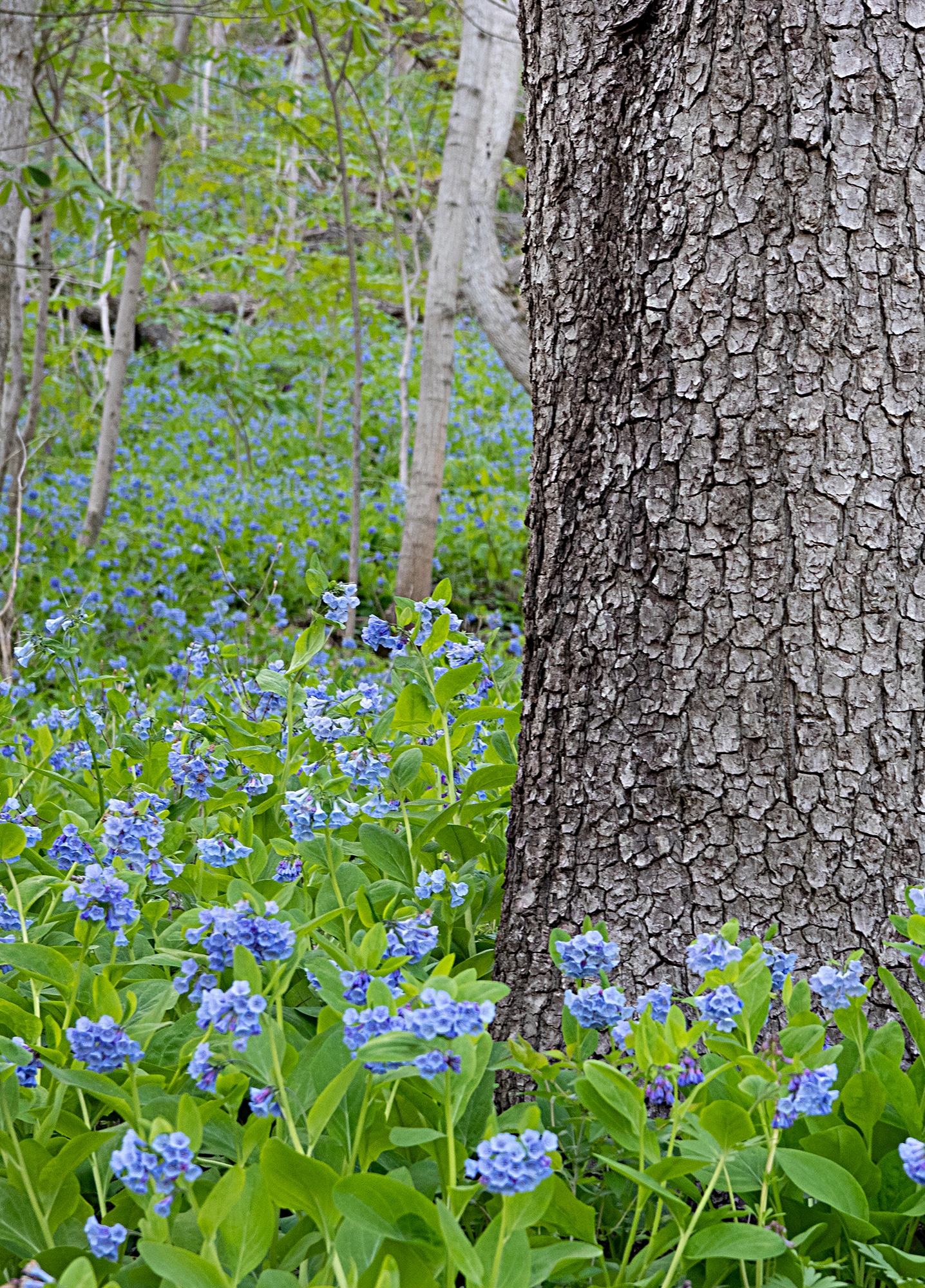 vertical photo showing a large tree trunk on the right, surrounded by Virginia Bluebells. There are more, smaller tree trunks and more bluebells in the background