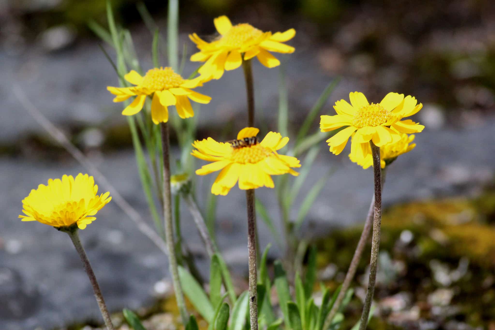 horizontal photo of some Lakeside Daisies with a hard surface in the background