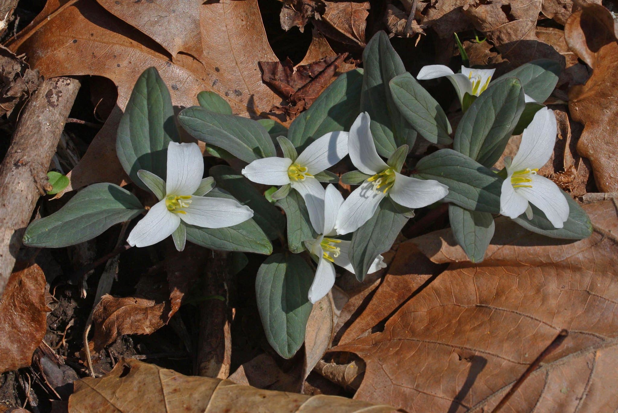horizontal image of a few snow trillium, growing above dead tree leaves
