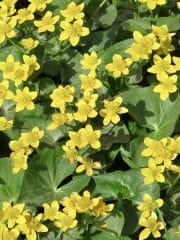 square photo showing a mass of marsh marigold