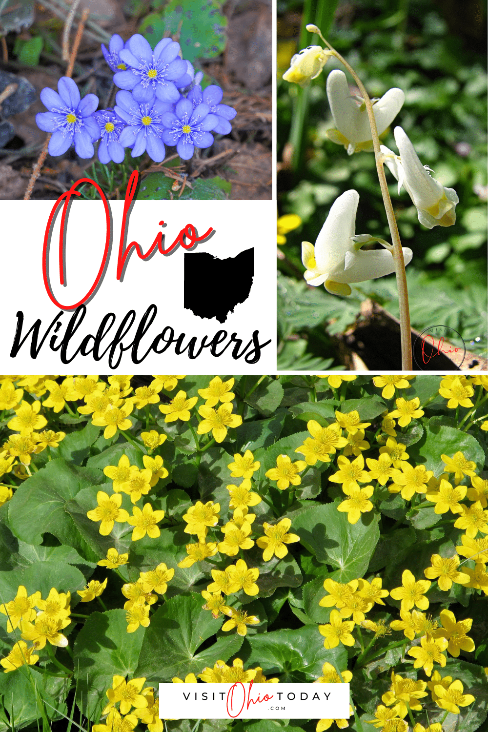 If you want to see some lovely wildflowers in Ohio, then you will need to be quick. If you are in Southern Ohio, then the season starts in early April and if you’re in Northern Ohio, the season starts in early May, and the season for Ohio wildflowers is very short.