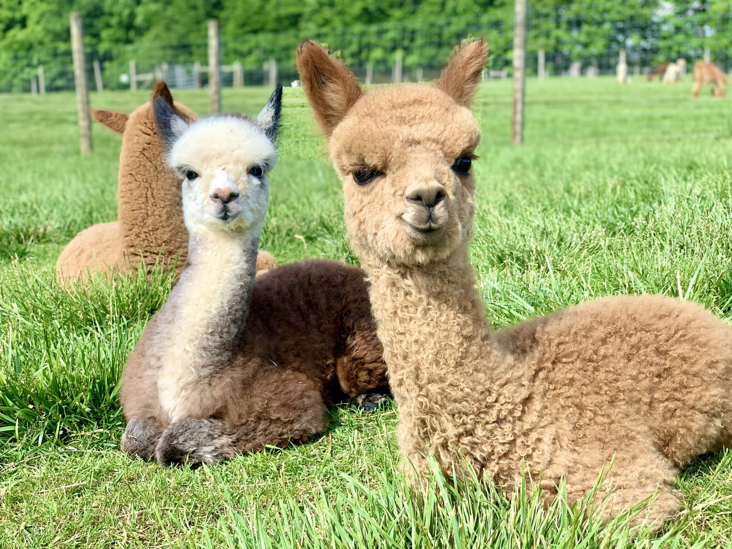 horizontal photo of 3 alpacas laying in a grassy field, 2 tan colored and one brown and white