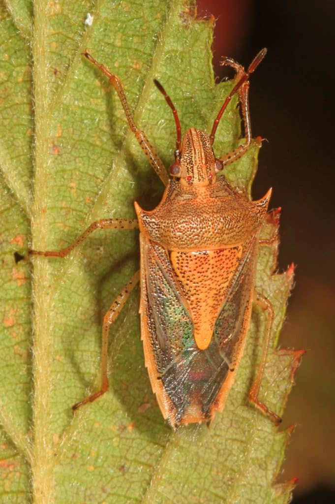 vertical photo of a rice stink bug on a leaf