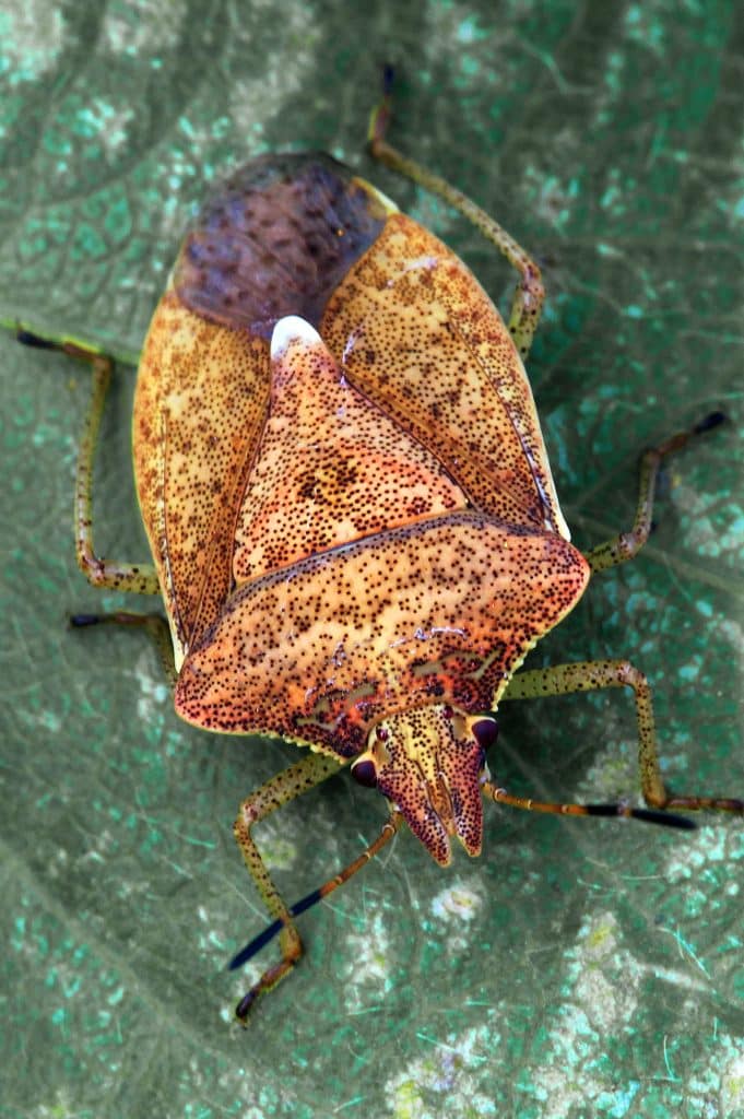 Vertical photo of a yellow spined soldier stink bug on a leaf