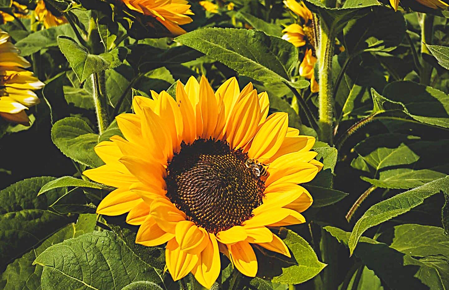 horizontal photo of a close up of a sunflower with a bee in the center