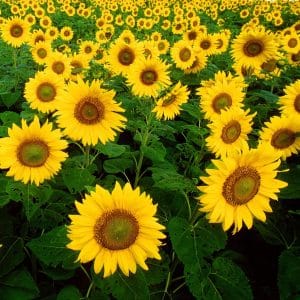 square photo of a sunflower field in full bloom with beautiful yellow, large flowers