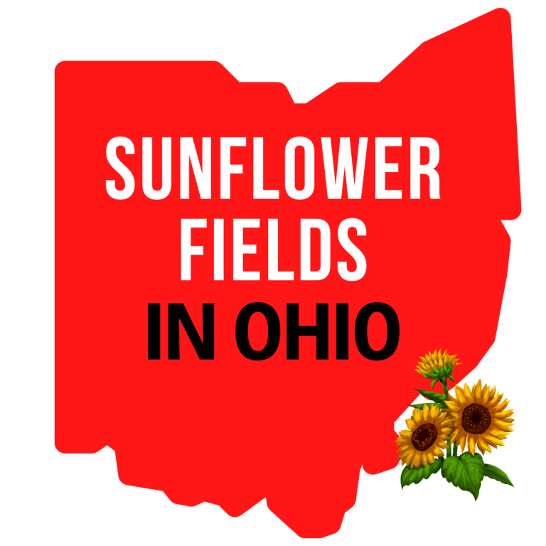 Sunflower Fields in Ohio
