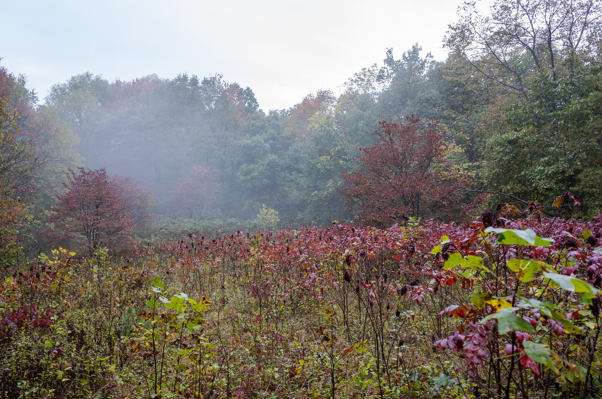 horizontal photo of clear creek metro park taken across a carpet of purple wildflowers with trees and foliage in the background