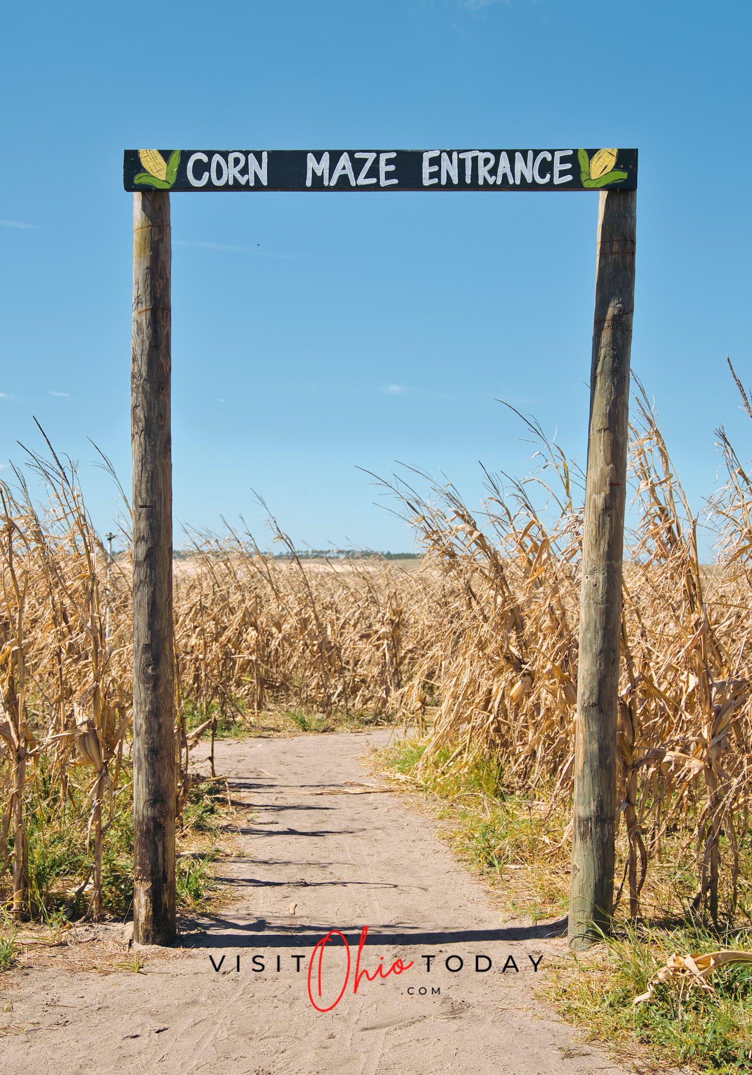 vertical photo showing the entrance to an almost finished corn maze against a blue sky