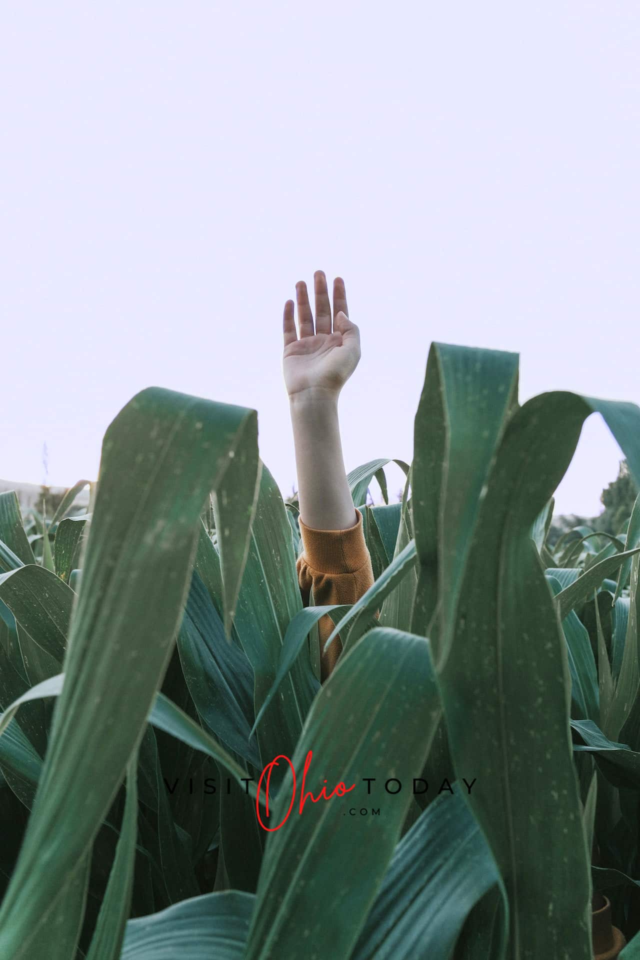vertical photo of a corn maze with a hand raised above the foliage