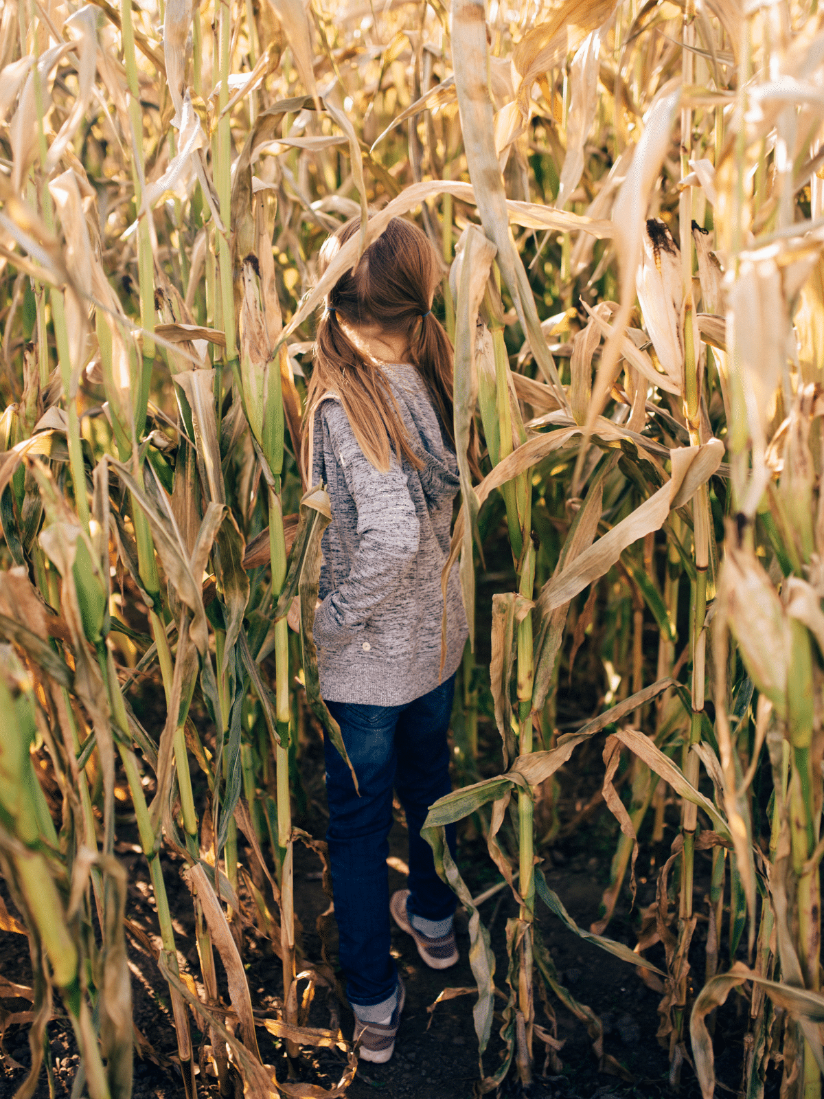vertical photo of a young girl in a corn maze very near the end of the season