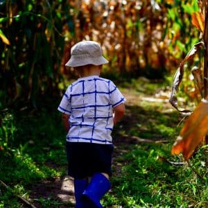 square photo of a small boy walking in a sun-kissed corn maze