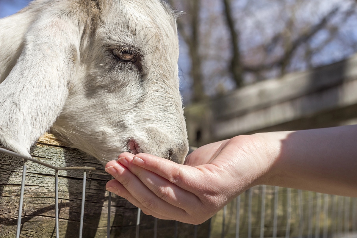 horizontal photo of a hand feeding a white goat