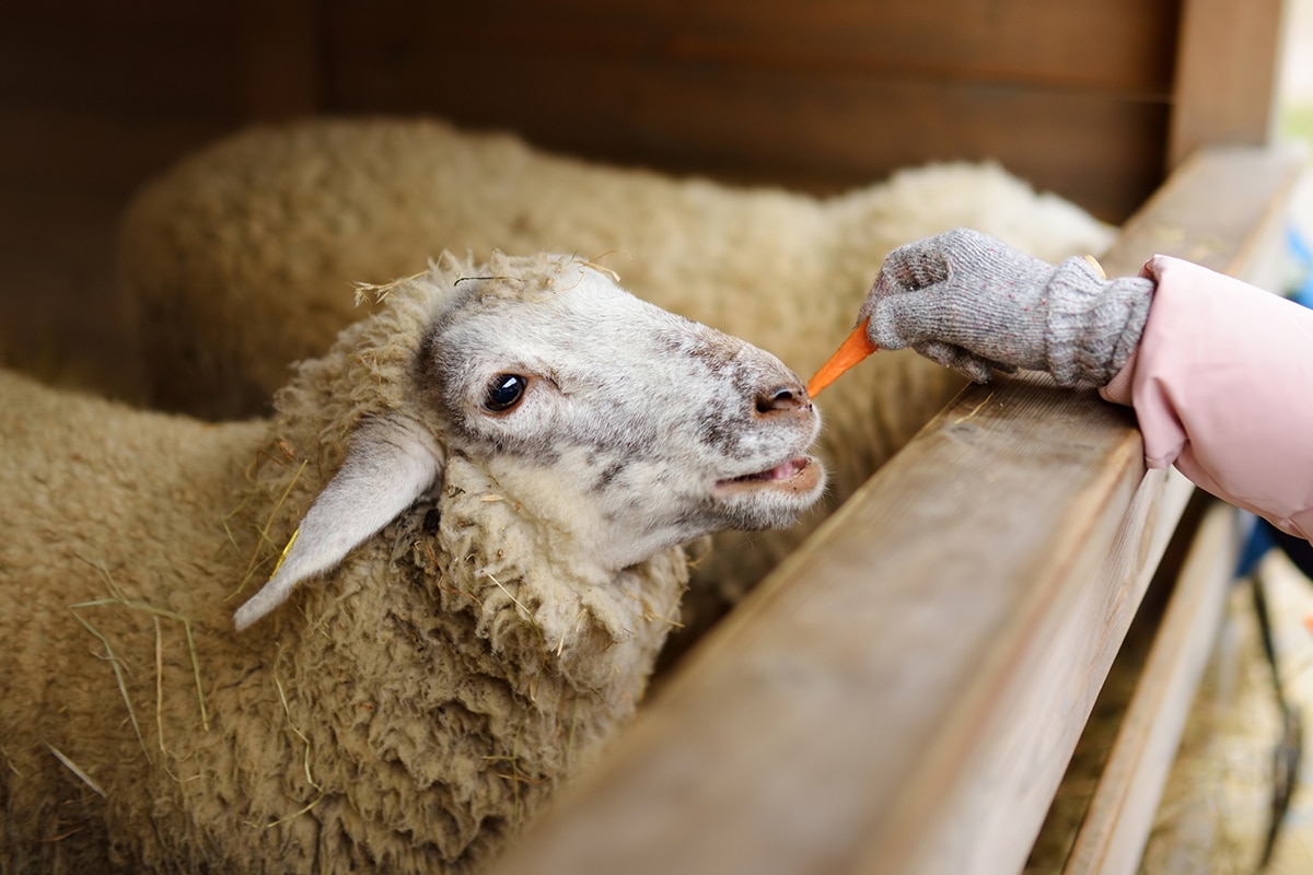horizontal photo of a hand feeding a couple of sheep in a pen