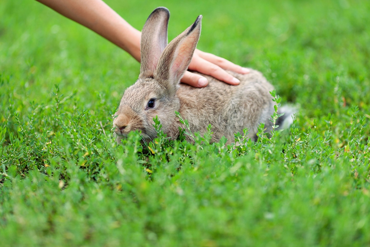 horizontal photo of a hand petting a rabbit on some grass