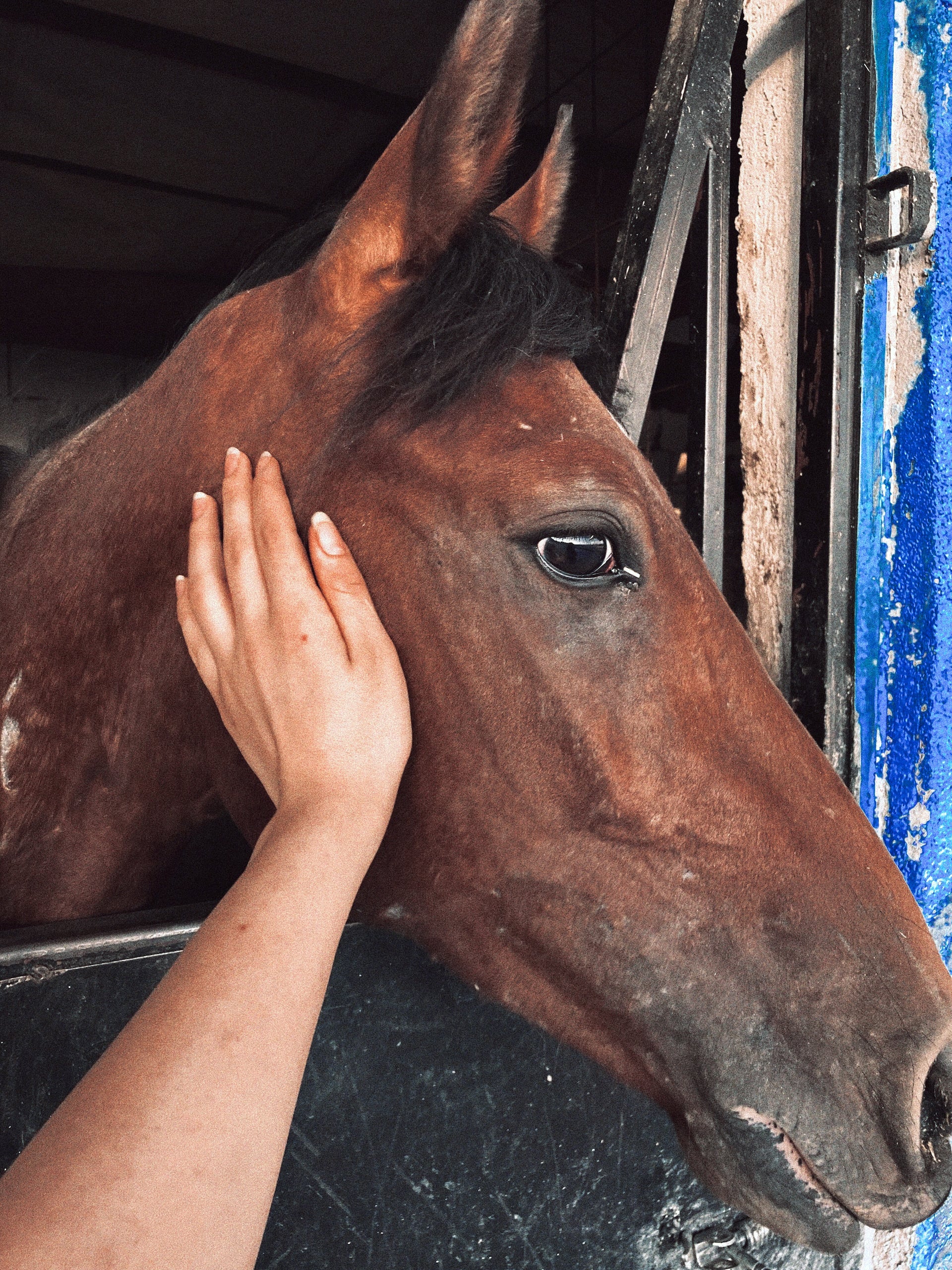 vertical image of a horse's head over a stable door with a hand petting it's neck