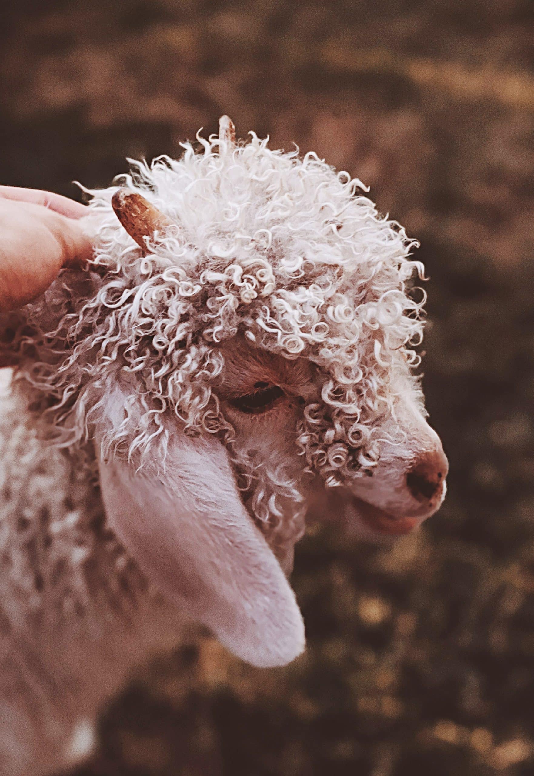 vertical photo of a curly haired lamb being petted on it's head with an out of focus background Image credit: Valeriia Miller on Pexels