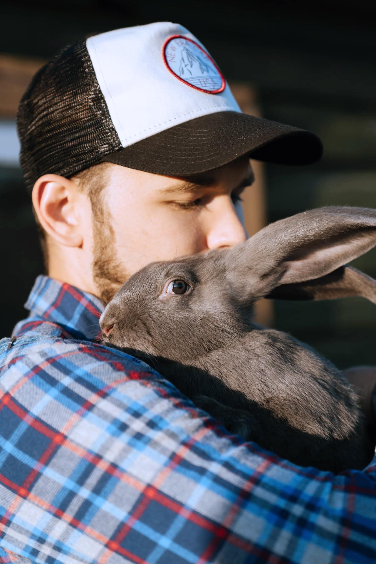 vertical photo of a man wearing a baseball cap, petting a grey rabbit