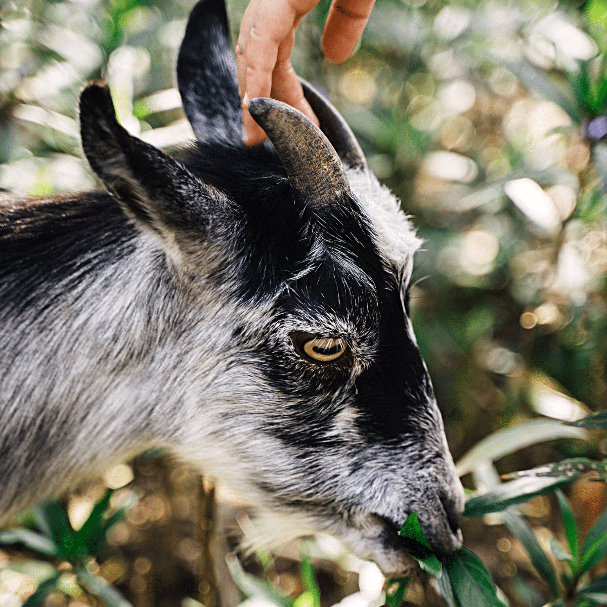 vertical photo showing a horned black and white goat being petted on it's head. The background is blurred foliage