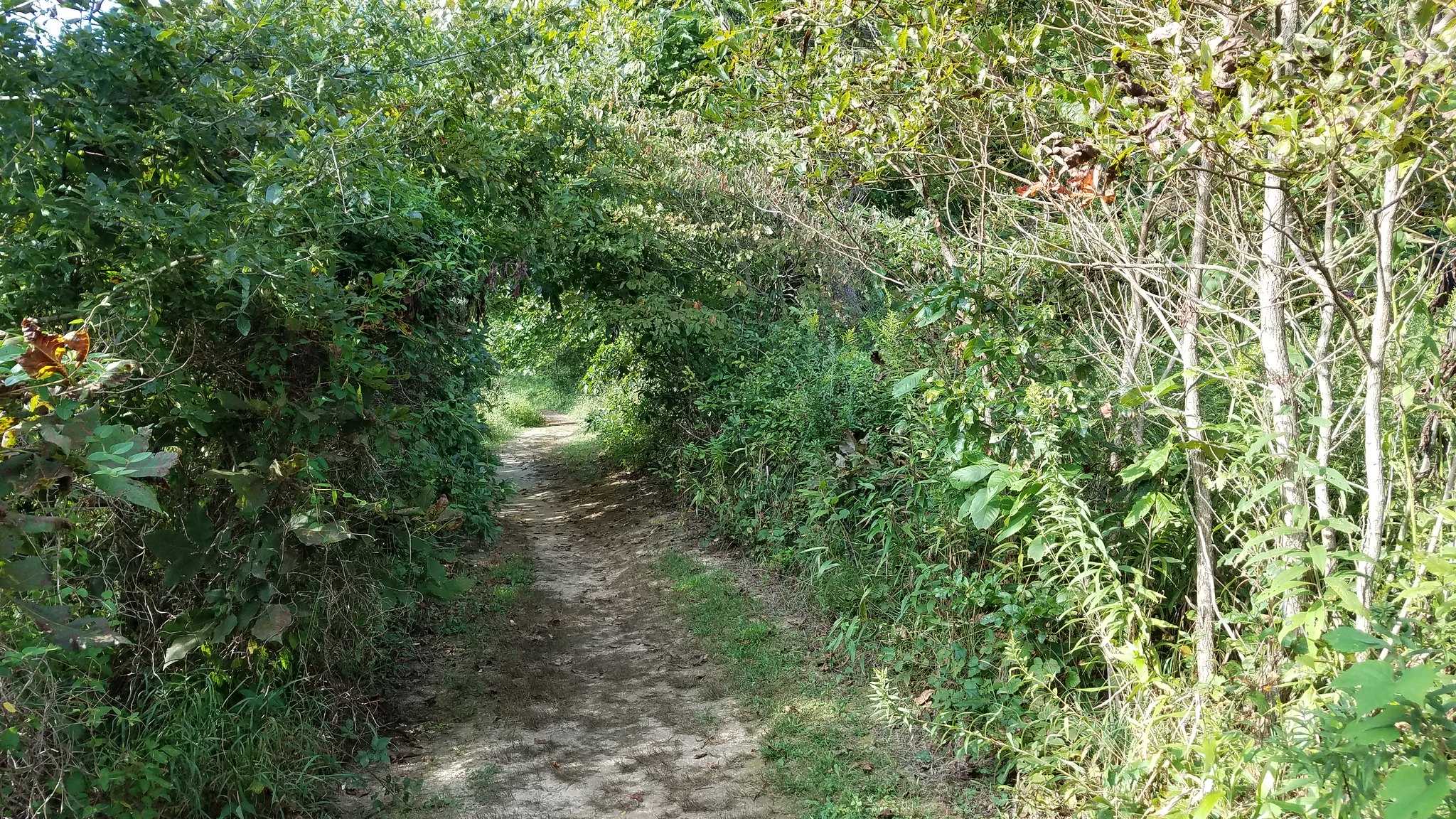 horizontal photo of the trail at rockbridge state nature preserve, with the trees creating an arched walkway