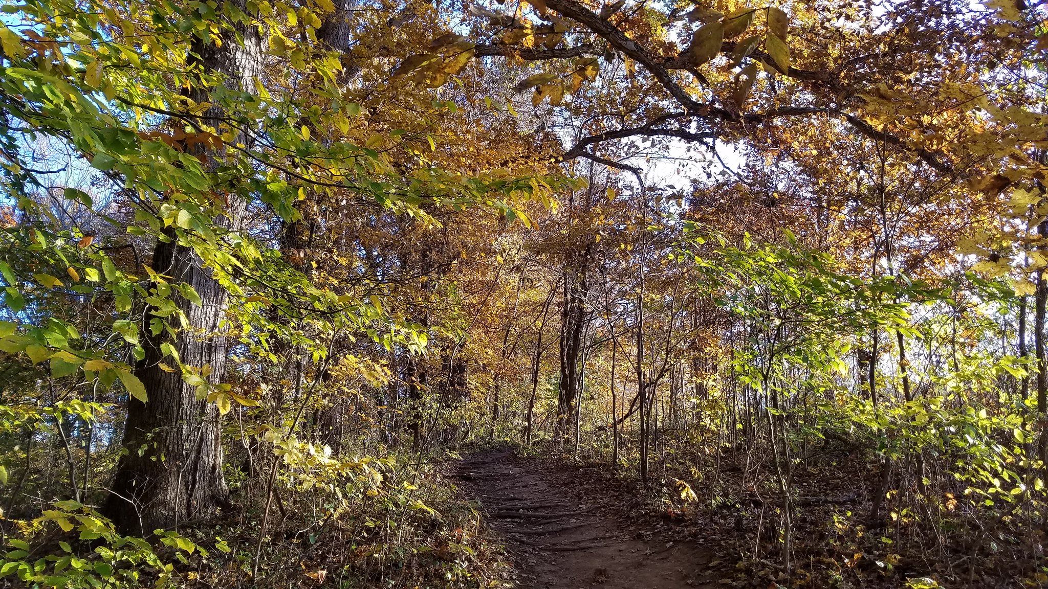 Horizontal photo of the trail at Rockbridge State Nature Preserve, showing the tree roots along the trail