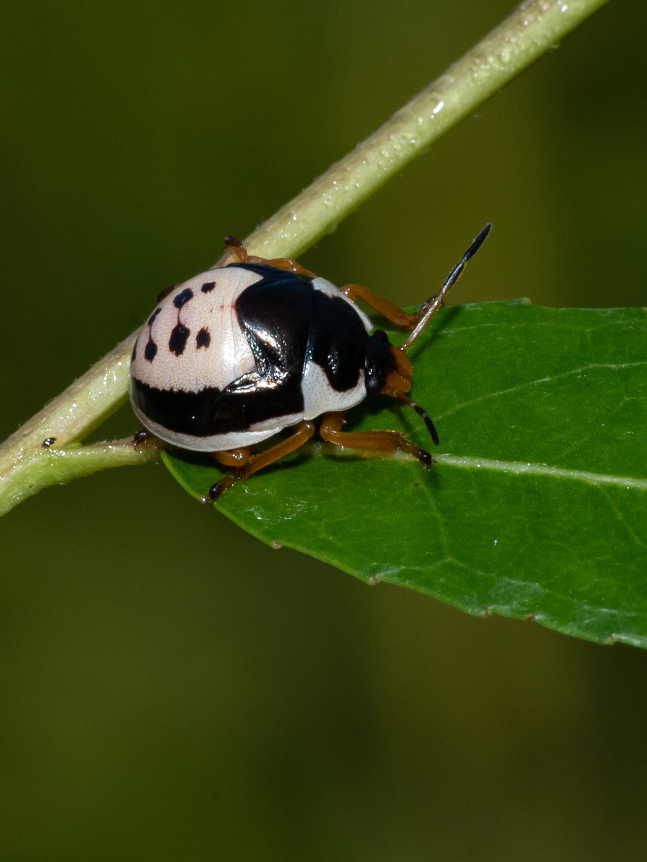vertical photo of an Anchor Stink Bug, black and white color, on a green leaf