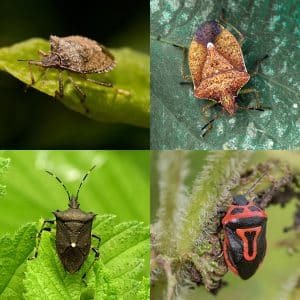 a square collage of 4 different species of stink bugs that are found in ohio