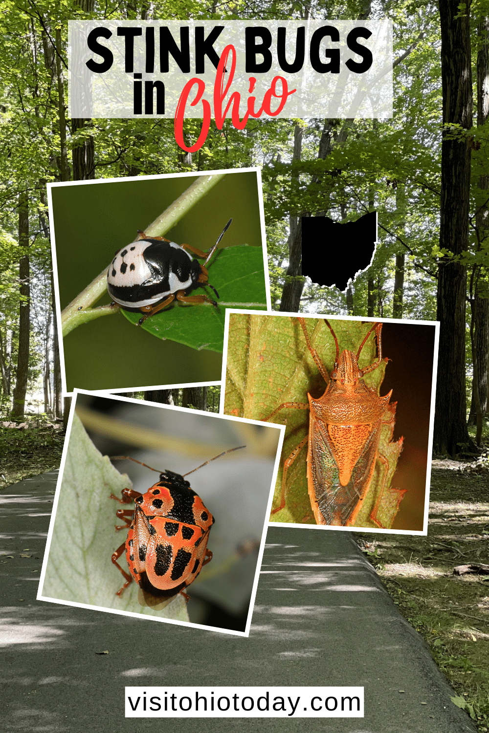 Stink Bugs are an invasive species that have only been in the United States for 25 years. In Ohio there are a variety of species of stink bugs and below are nine of the stink bugs that live in Ohio.