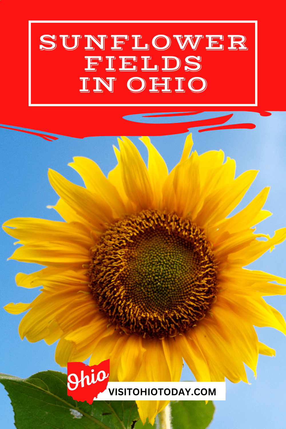 There is nothing better than spending some time in the Sunflower fields of Ohio. Sunflowers in Ohio are in bloom between August and September, so the window for visiting and picking is quite short - you need to plan ahead to enjoy this activity!
