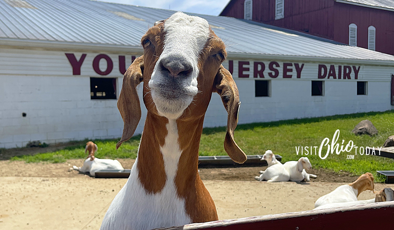 horizontal photo of a goat at a fence in front of the Young's Jersey Dairy building. Photo credit: Cindy Gordon of VisitOhioToday.com