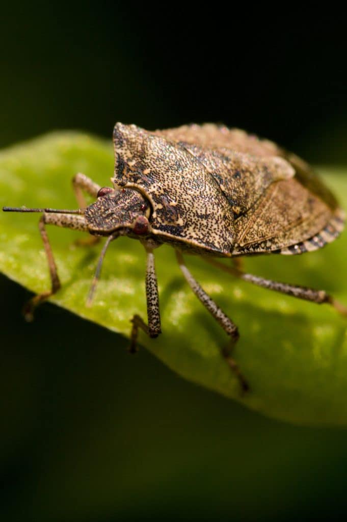 vertical photo of a brown marmorated stink bug on a green leaf