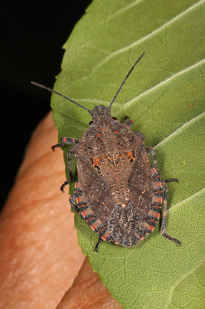 vertical photo of a hand holding a leaf with a rough stink bug on it