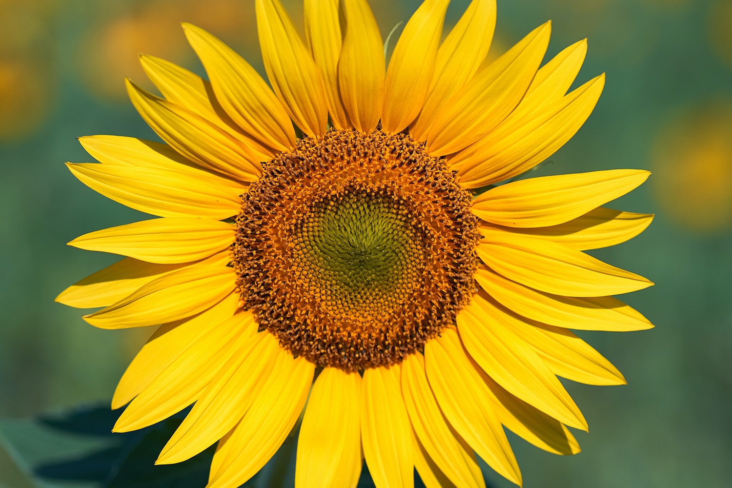 horizontal photo of a single sunflower in selective focus, with a very blurred sunflower field in the background