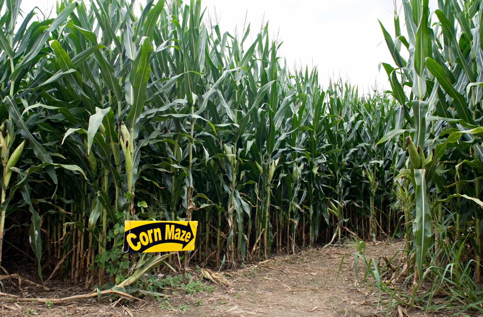 horizontal photo of the entrance to a corn maze with very green corn plants