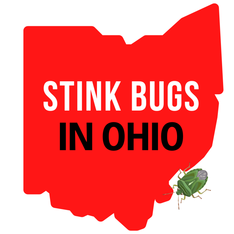 Stink Bugs in Ohio