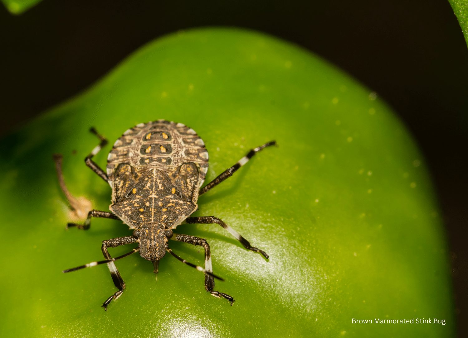 horizontal photo of a brown marmorated stink bug on a green pepper