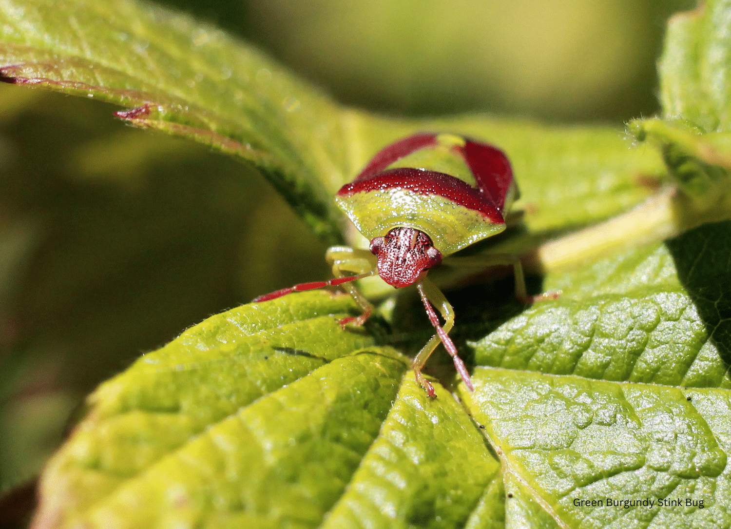 horizontal photo of a green burgundy stink bug on a green leaf