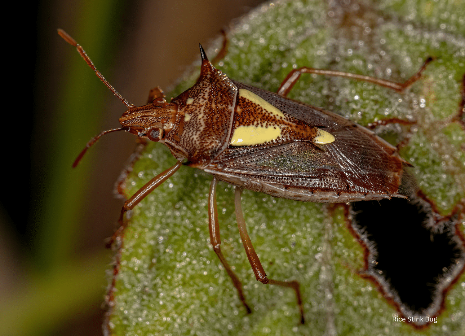 horizontal photo of a rice stink bug on a leaf