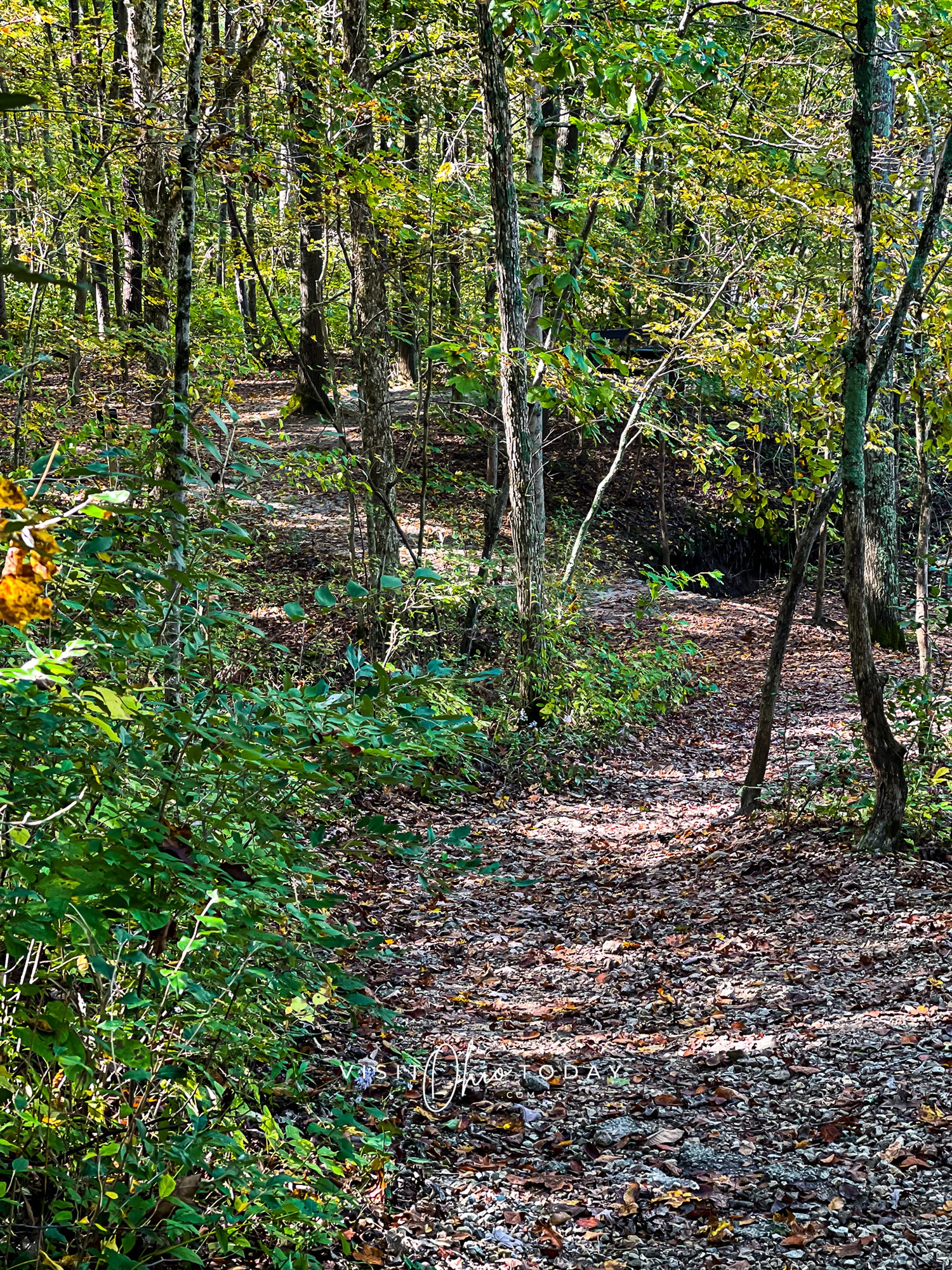 vertical image showing a trail path in battelle darby creek metro park with trees and foliage either side