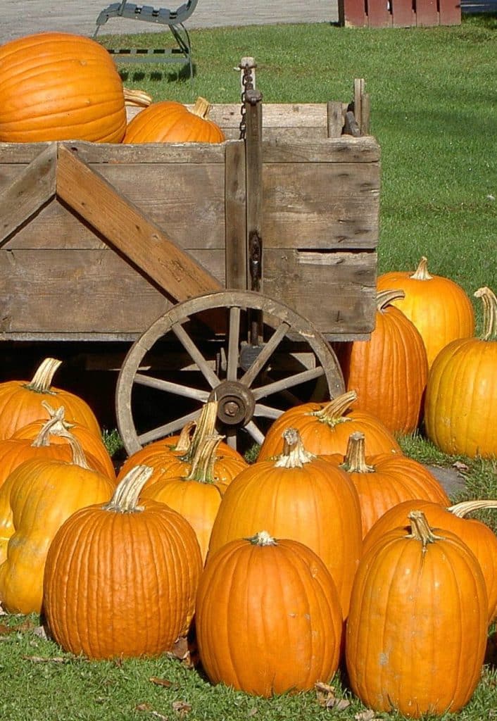 vertical photo of a pumpkin cart full of pumpkins with more pumpkins on the ground (fall festivals in ohio)