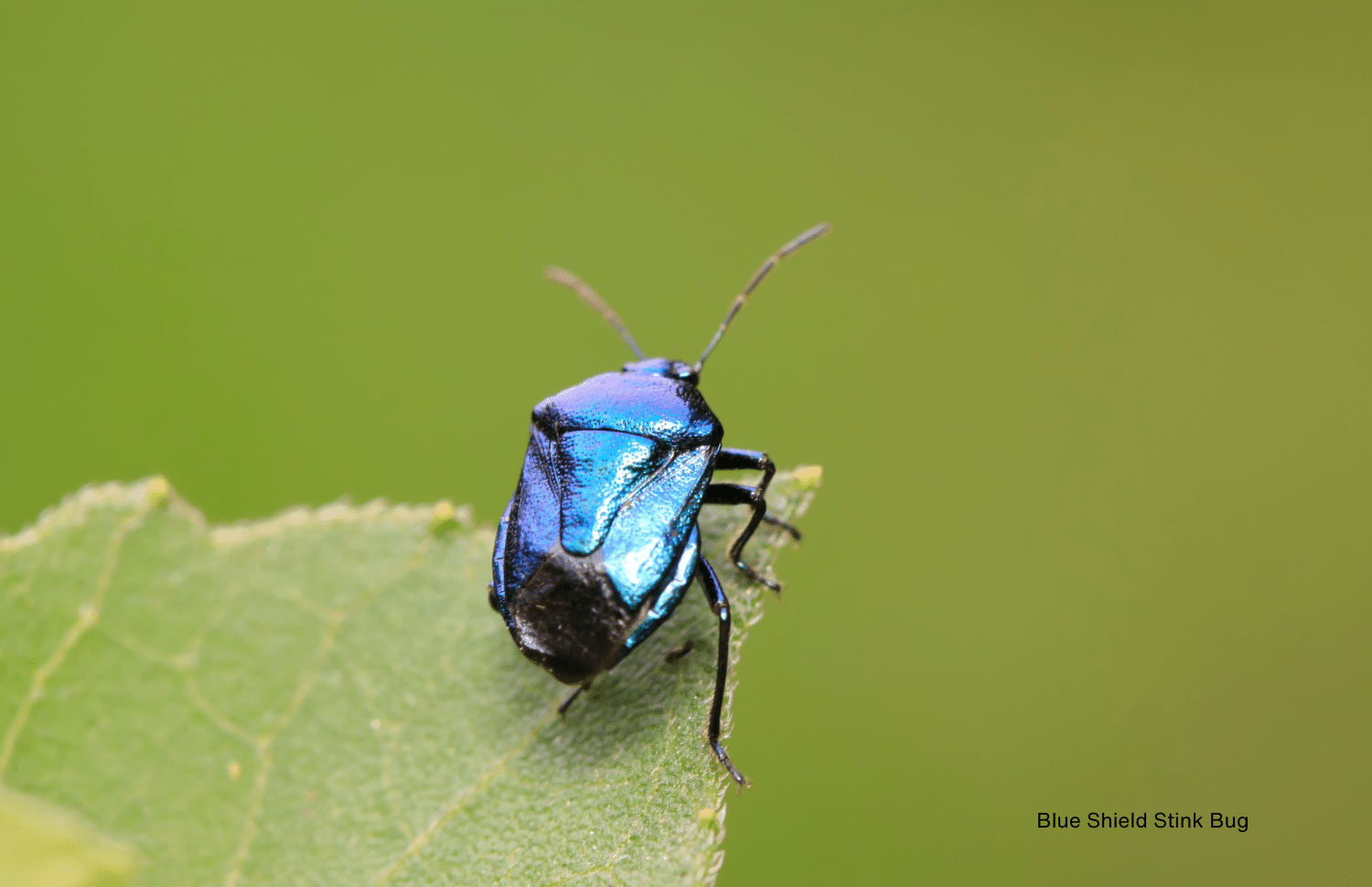 horizontal photo of a blue shield stink bug on a leaf