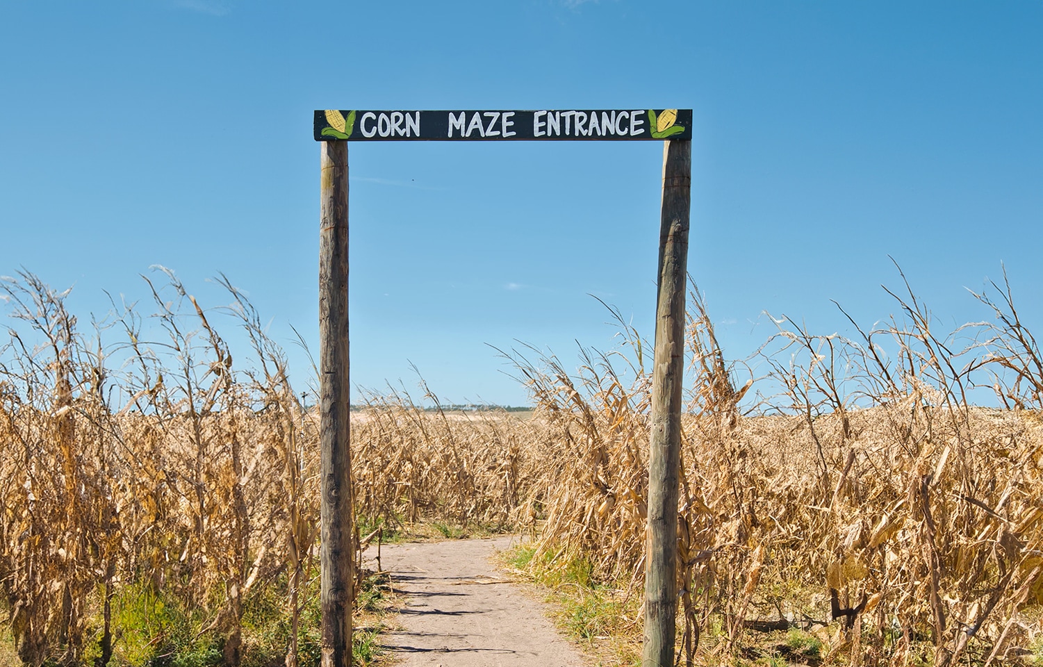 horizontal photo showing the entrance to an almost finished corn maze against a blue sky