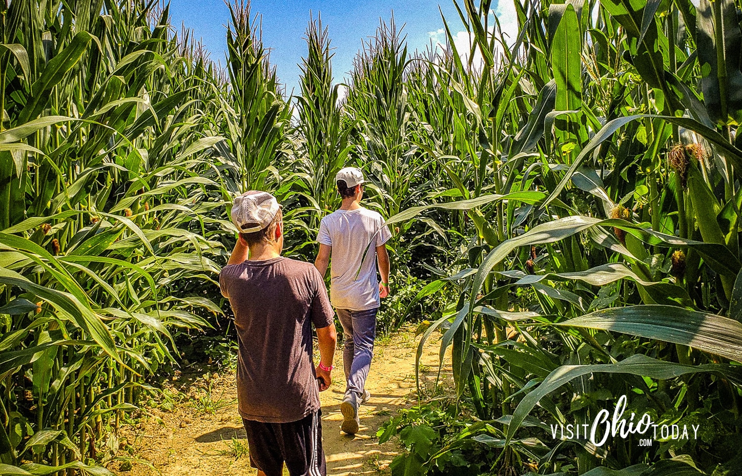 horizontal photo of a young boy and man walking on a dirt path through corn field at Cowvins Corny Maze. Photo credit: Cindy Gordon of VisitOhioToday.com