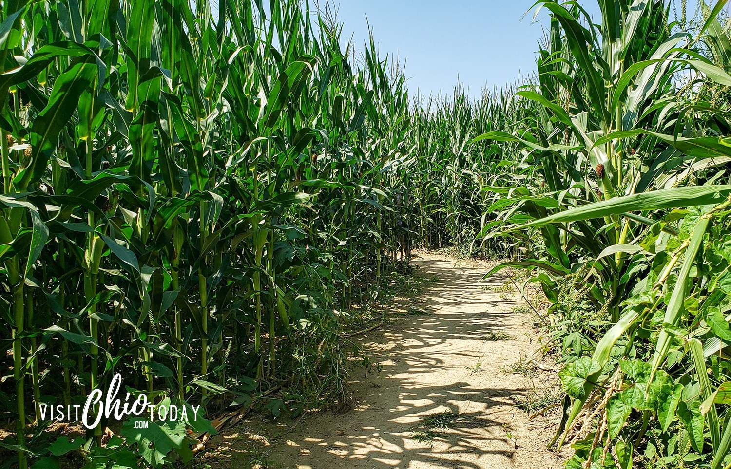 horizontal photo of one of the paths through Cowvins Corny Maze. Photo credit: Cindy Gordon of VisitOhioToday.com