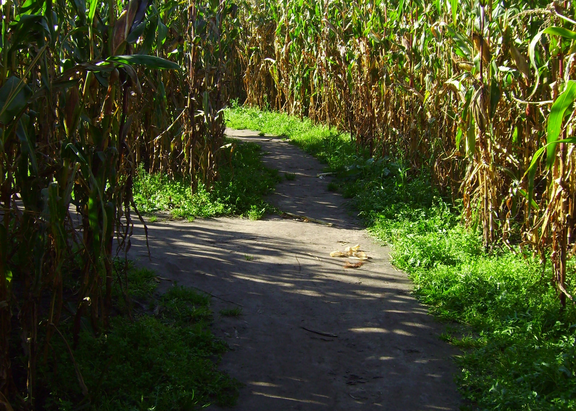horizontal photo of a corn maize path with a left fork... go left or go straight on?