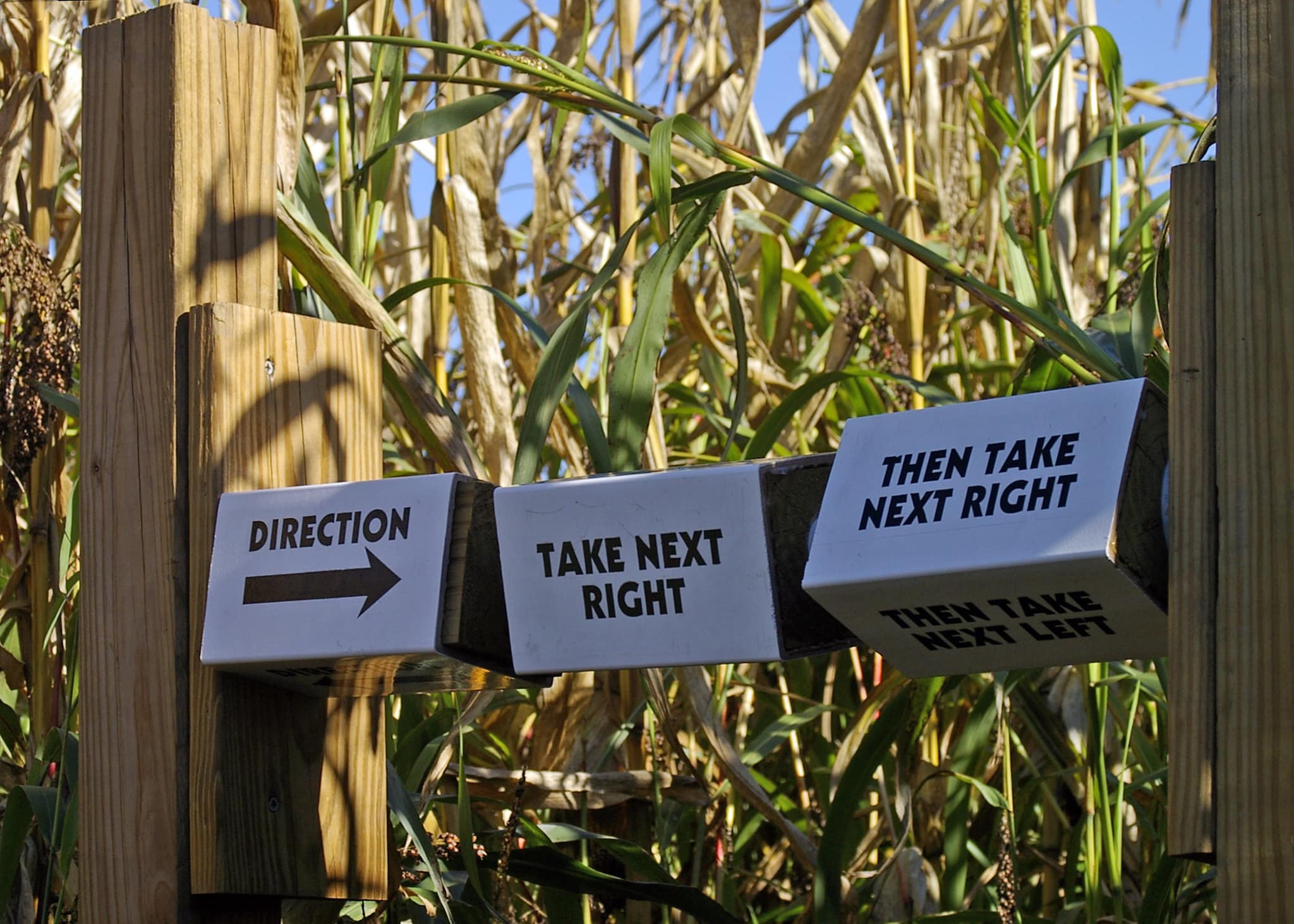 horizontal photo showing directions in a corn maze that say take next right then take next right